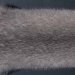 Silverblue,Quality III,Male,77cm - size 0