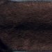 Brown,Quality III,Female,59cm - size 3