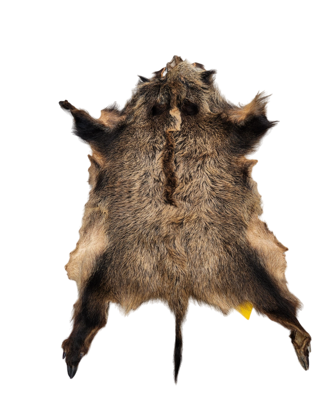 Sanglier