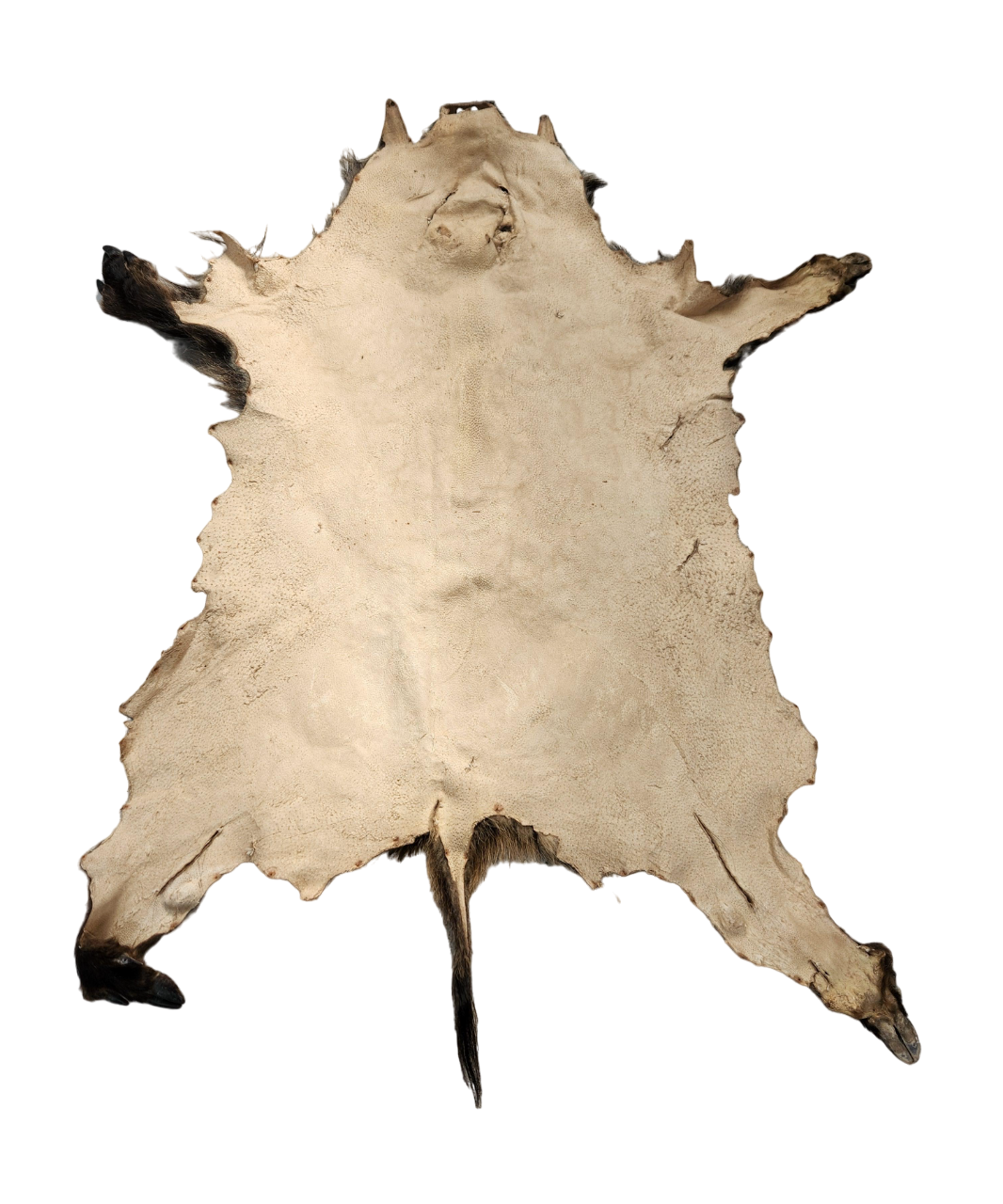Sanglier