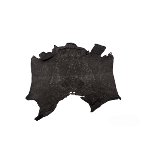 Bullfrog / Ochsenfrosch