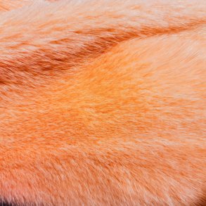 Minkskind farvet Male   