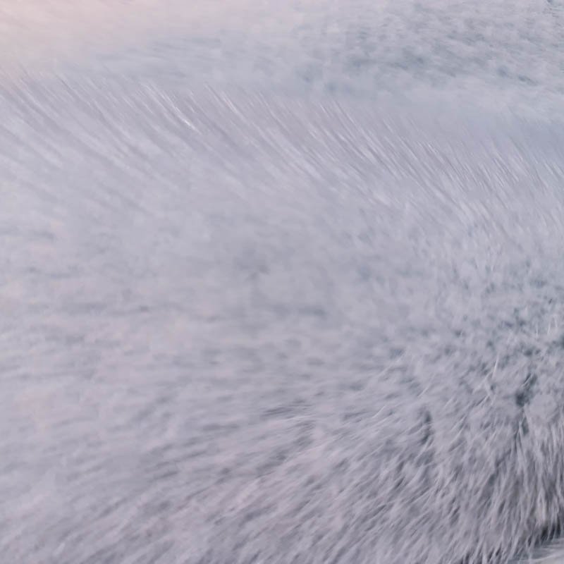 Minkskind farvet Male   