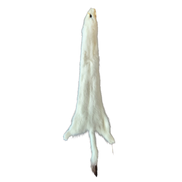 Hermelinskind ca. 28cm