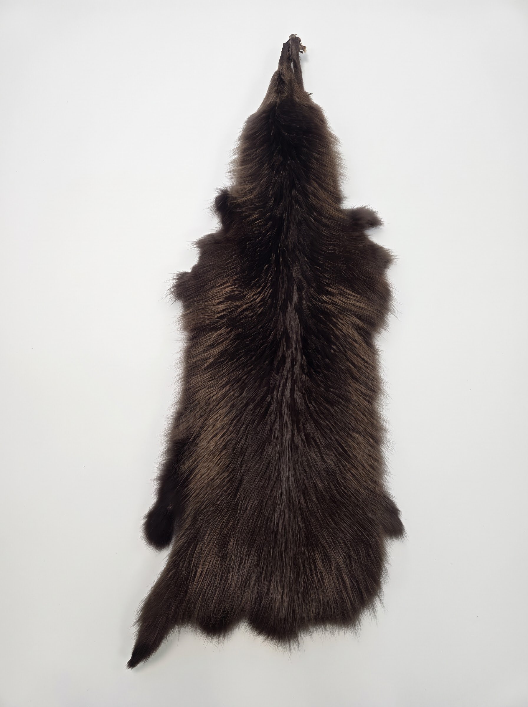 Finsk vaskebj�rn  - Finn Raccoon