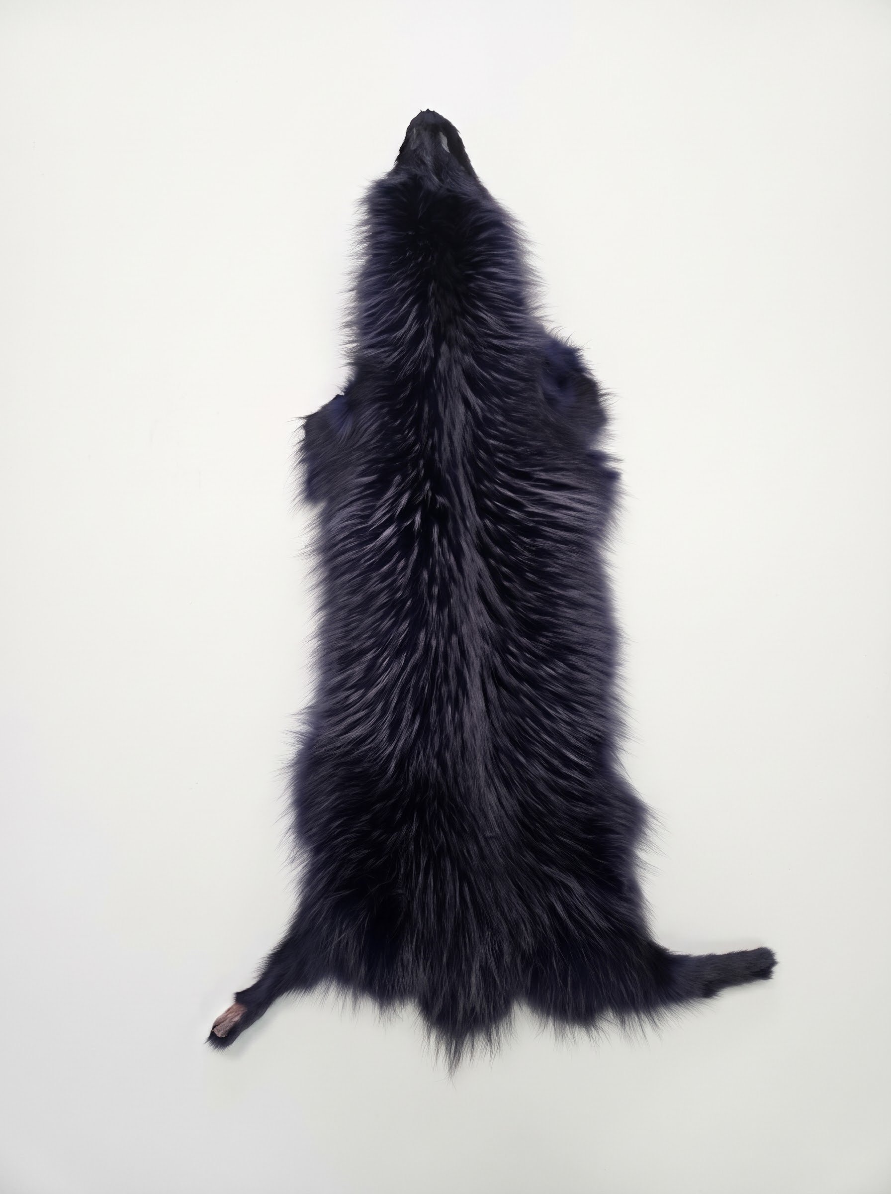 Finsk vaskebj�rn  - Finn Raccoon