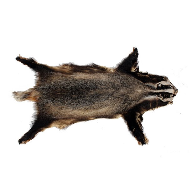 Badger 100cm
