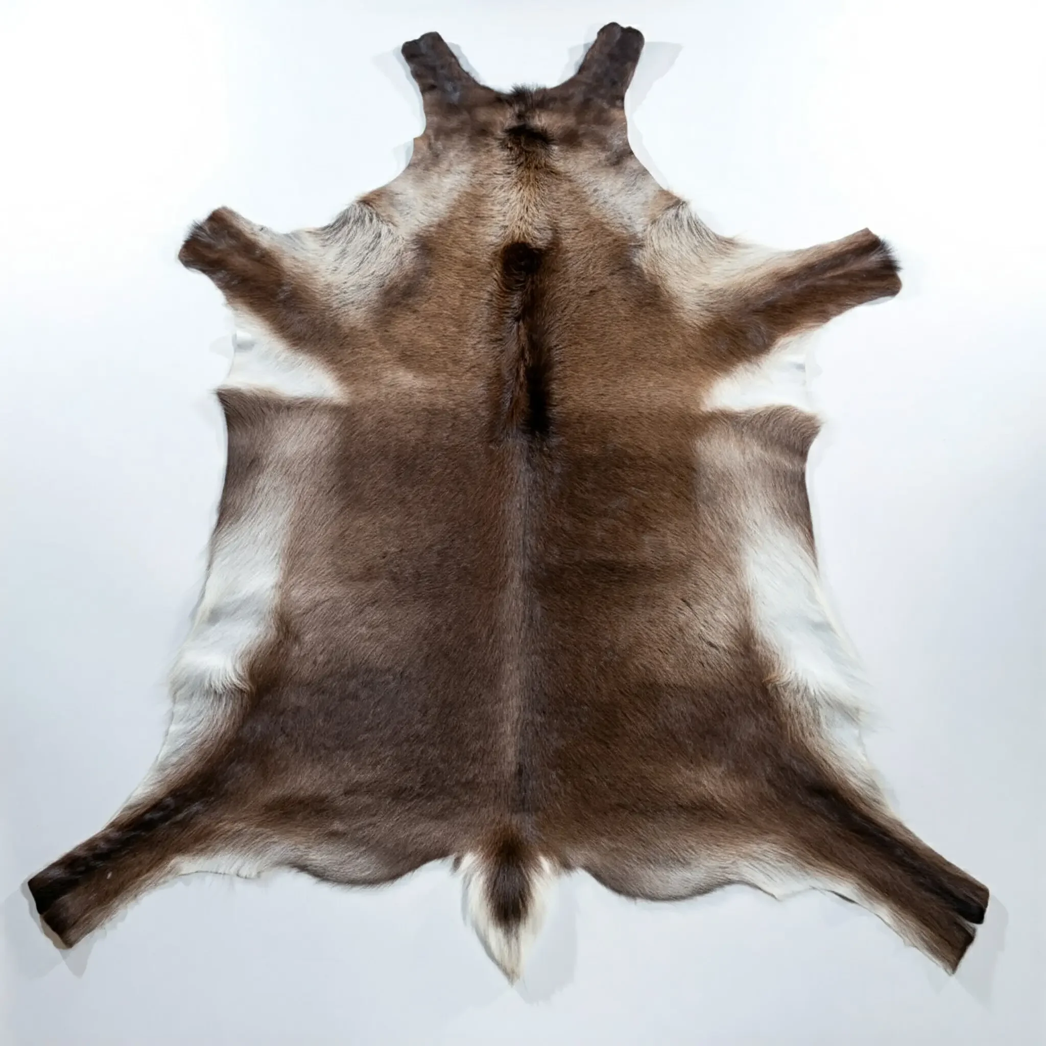 Reinsdyr skinn bukk 100-120cm