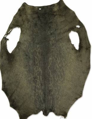 Ringed seal from  6-8 sqf Greenland Inut  C+ sorting from Greenland