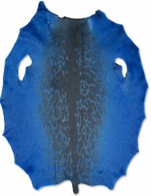 Ringed seal from  6-8 sqf Greenland Inut  C+ sorting from Greenland