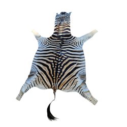 Afrikansk Zebraskind  - Burchell