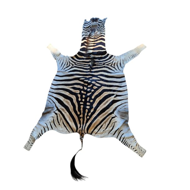 Afrikansk Zebraskind  - Burchell