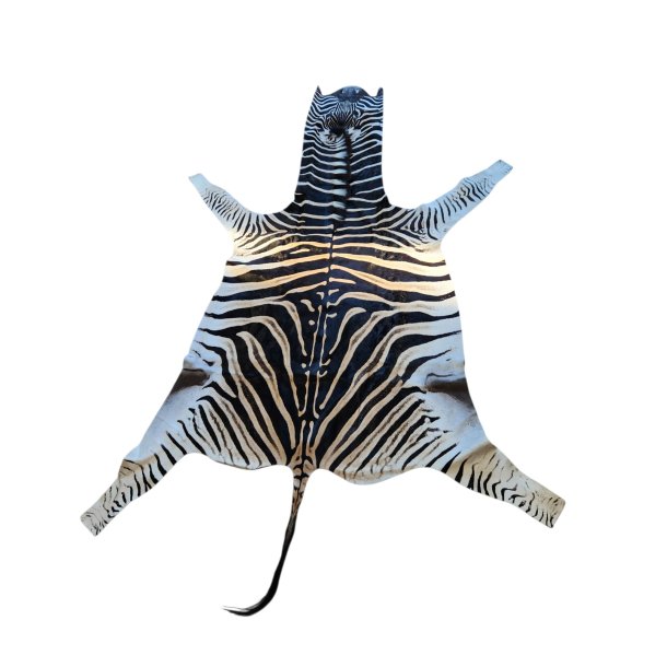 Afrikansk Zebraskind  - Burchell