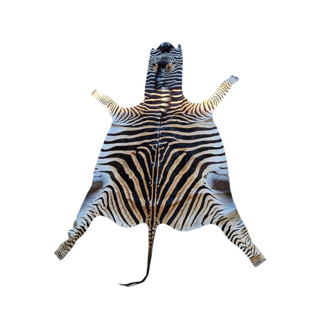 Afrikansk Zebraskind  - Burchell