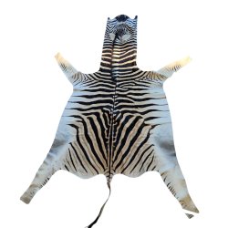 Afrikansk Zebraskind  - Burchell