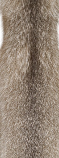 Fourrure de renard (diffrents types)
