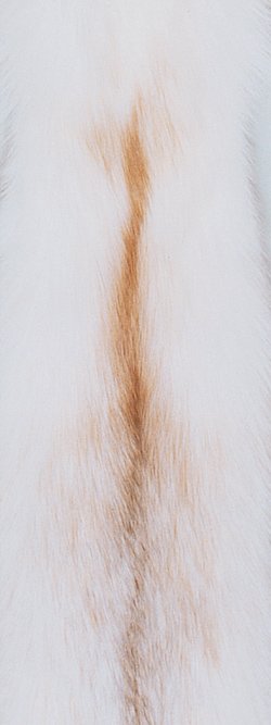 Fourrure de renard (diffrents types)
