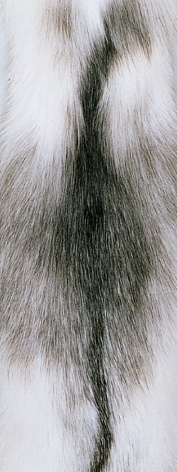 Fourrure de renard (diffrents types)