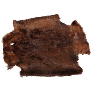 Biberhaut ca. 75 cm - Kanada