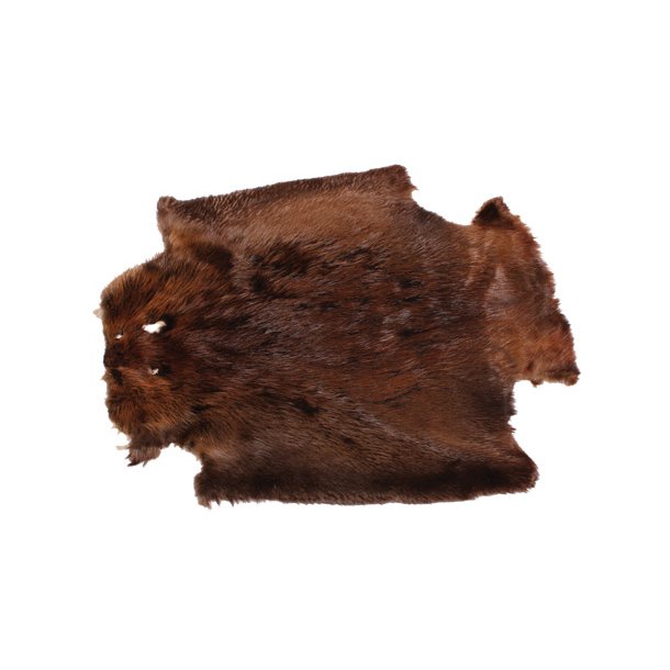 Beaver skin approx 75cm - Canada