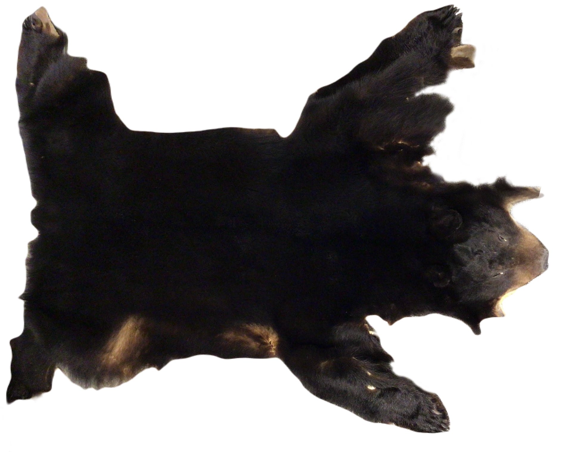 Ours noir - Approx. 150cm de long