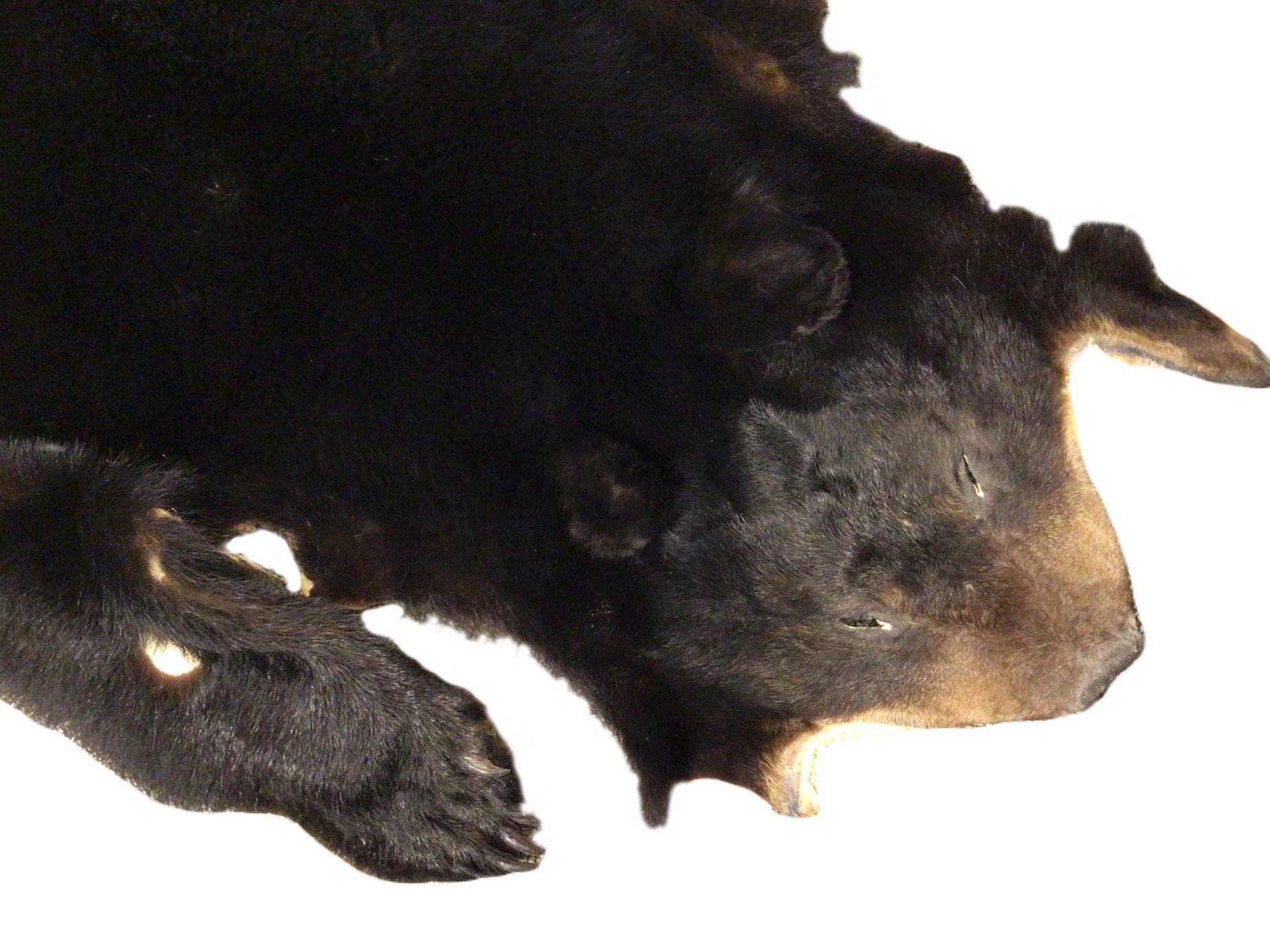 Ours noir - Approx. 150cm de long