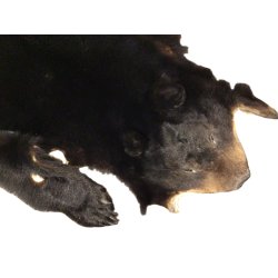 Black bear approx 150cm long