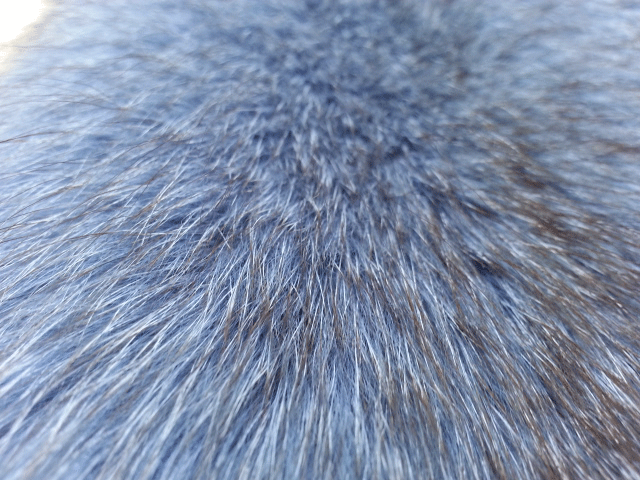 Fourrure de renard (diffrents types)