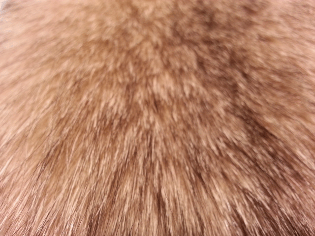 Fourrure de renard (diffrents types)