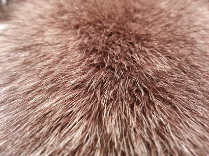 Fourrure de renard (diffrents types)