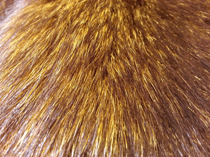 Fourrure de renard (diffrents types)