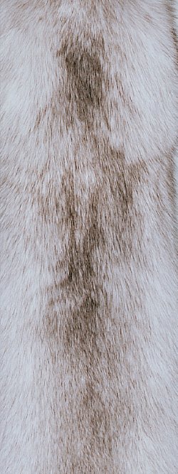 Fourrure de renard (diffrents types)