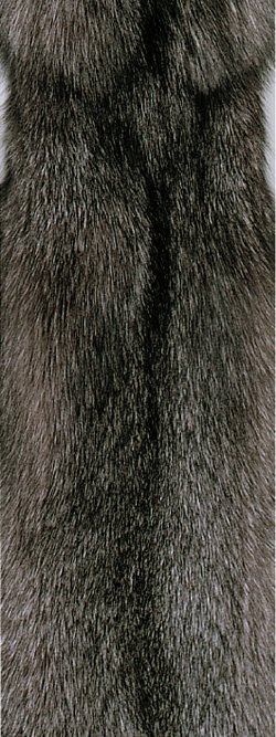 Fourrure de renard (diffrents types)
