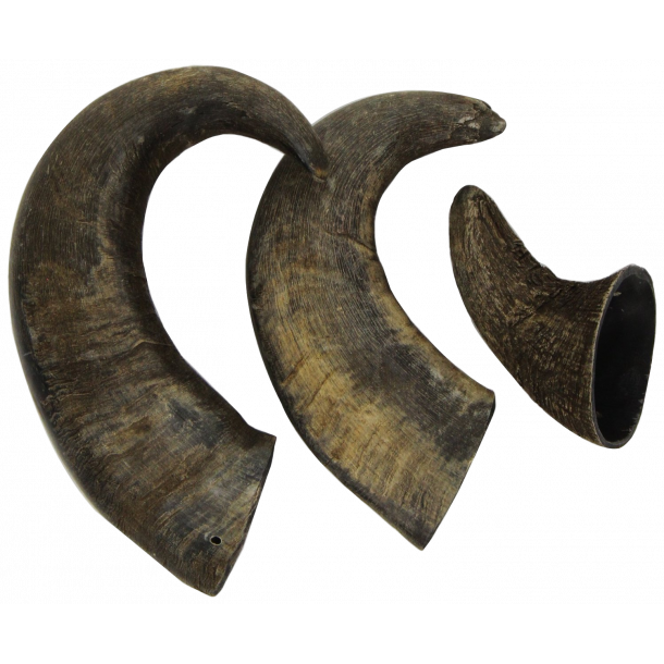 Buffalo horn 12cm curved