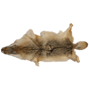 Coyote fur approx 90 cm