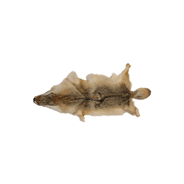 Fourrure de coyote - Approx. 85 cm 