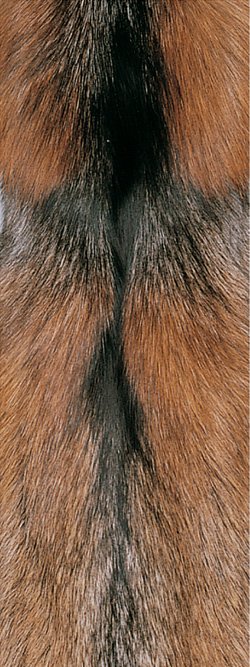 Fourrure de renard (diffrents types)