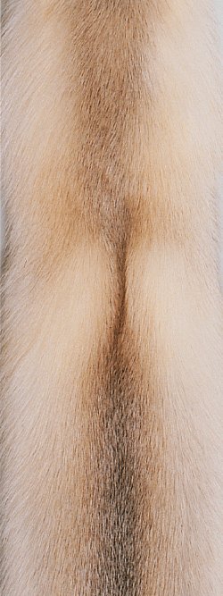 Fourrure de renard (diffrents types)