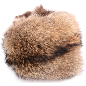 Finnische Waschbr - Finn Raccoon