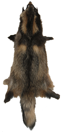 Raton laveur Finlandais -  