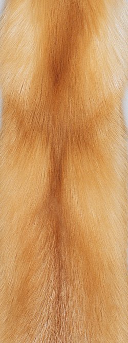 Fourrure de renard (diffrents types)