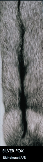 Renard argenté 100cm