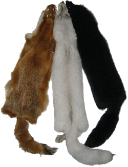 Fourrure de renard (diffrents types)