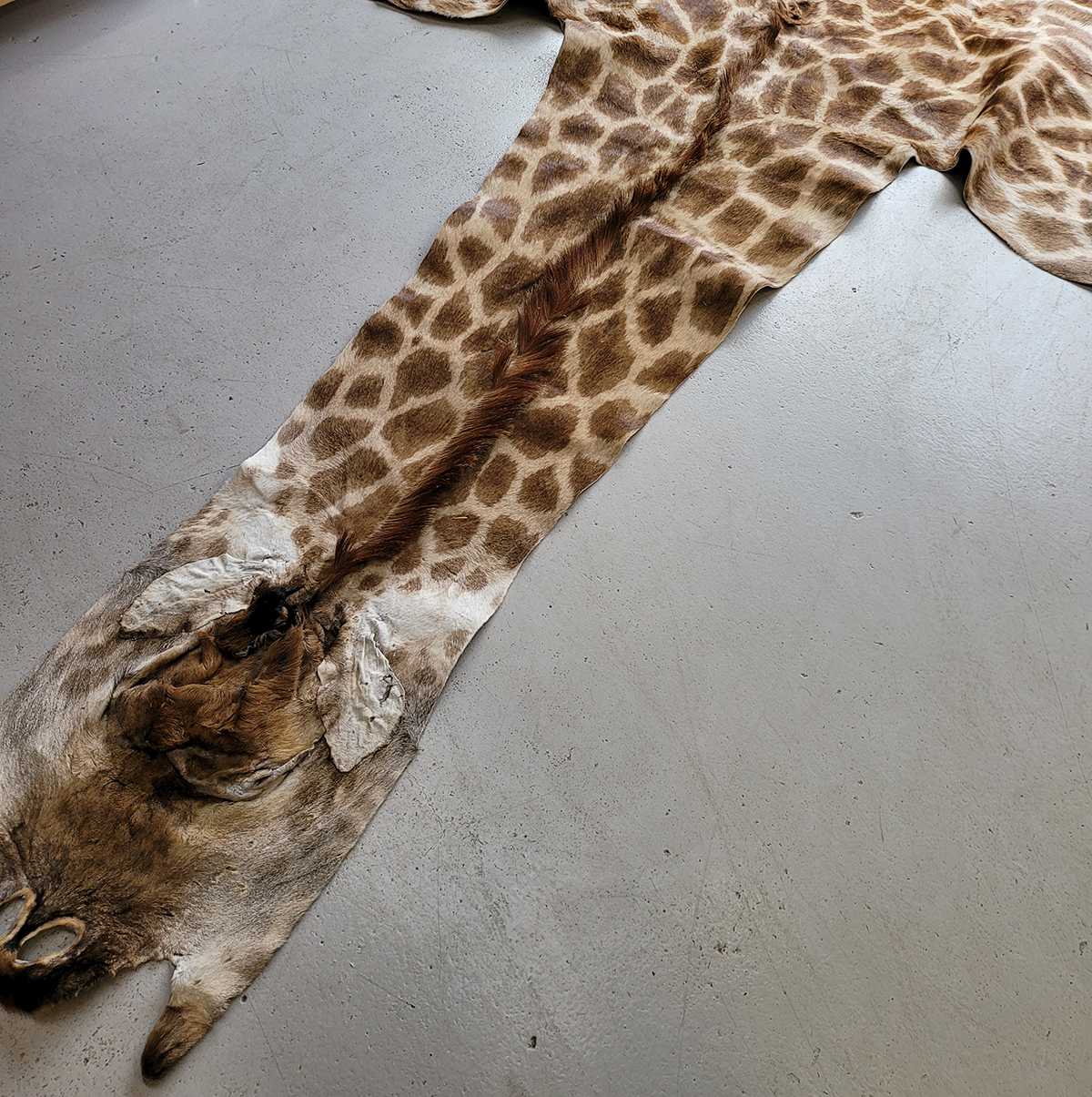 Peau de Girafe Africaine