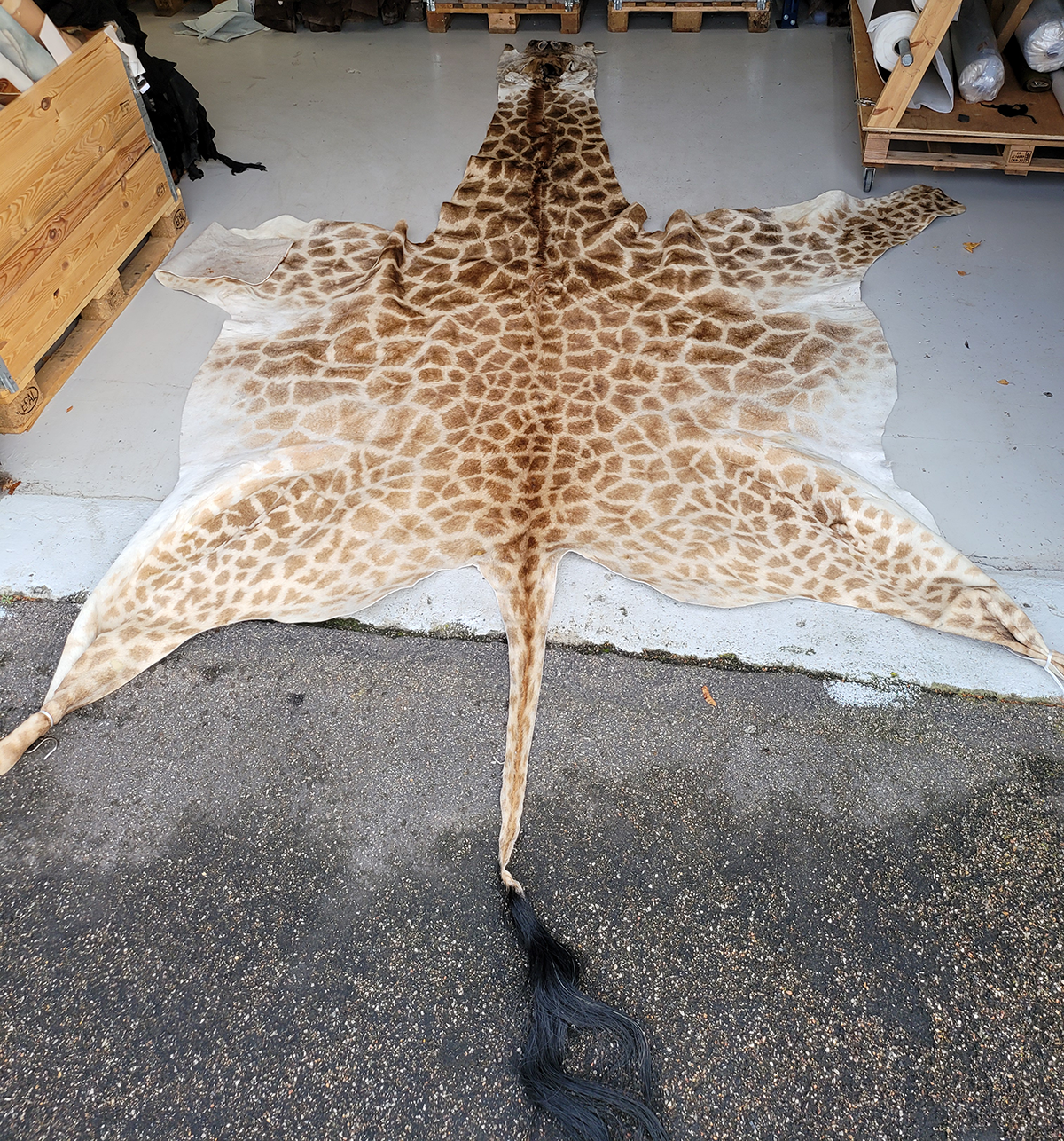 Peau de Girafe Africaine