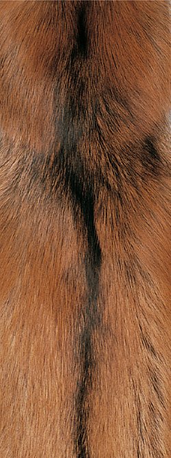 Fourrure de renard (diffrents types)