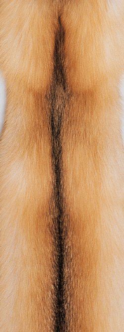 Fourrure de renard (diffrents types)