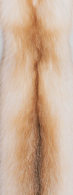 Fourrure de renard (diffrents types)