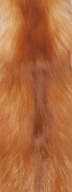 Fourrure de renard (diffrents types)