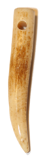 Dent canine - 5cm - 2 pièces